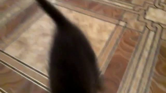 Отдам очень милых котят в хорошие руки! смотреть онлайн