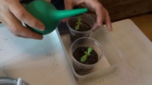 КАК ПРАВИЛЬНО САДИТЬ И ПИКИРОВАТЬ (2 РАЗА) ЦИНИИ?