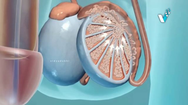 मर्द हो ?? तो जान लो कि कैसे बनता है टेस्टोस्टेरोन - Testosteron Synthesis