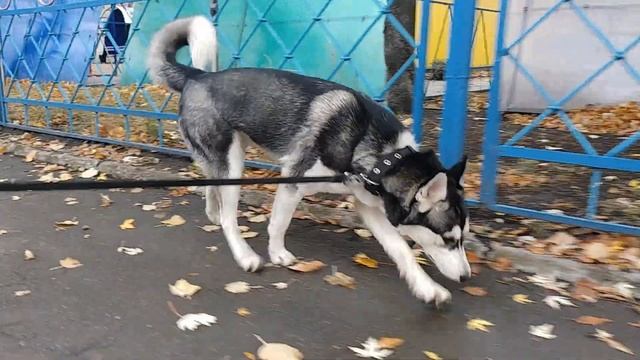 Арья в осеннем парке смотреть онлайн