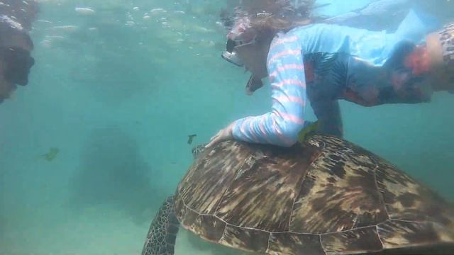ЧЕРЕПАХИ ШРИ ЛАНКИ | ПЛАВАЮ С ЧЕРЕПАХАМИ | TURTLES SRI LANKA смотреть онлайн