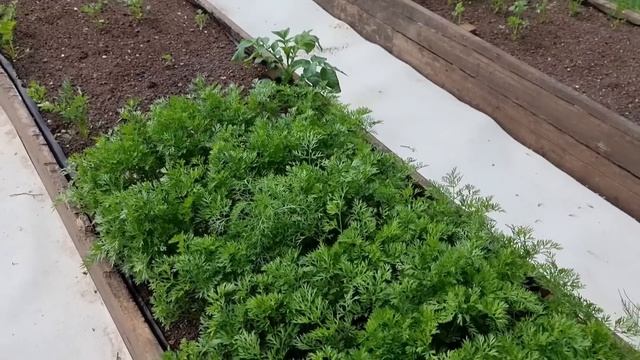 За мужа не переживайте/Спасаю болгарский перец/Нашла снова тлю/Новая жизнь переселенцев Щепоткиных смотреть онлайн