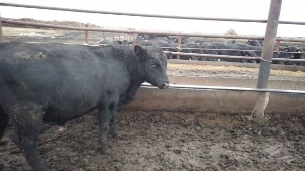 Быки Производители Абердин-Ангус