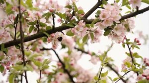 Музыка лечит бессонницу, полезна для сердца и успокаивает нервную систему ? Музыка успокаивает