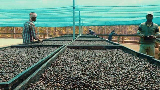 Exploring INDIAN COFFEE with Coffee Libre смотреть онлайн
