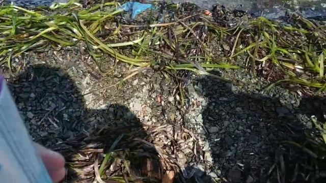 Поехал на остров русский ( Остров Русский, Владивосток) смотреть онлайн