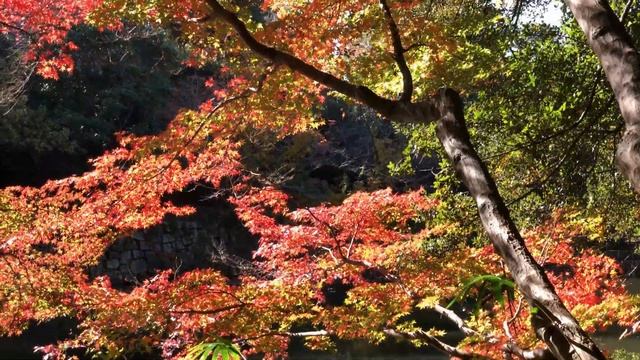 ⁴ᴷ【兵庫県立明石公園の紅葉/2020】11/19(木) смотреть онлайн