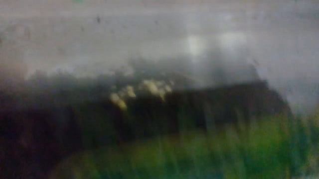 Помагите Улитка Отложила кладку