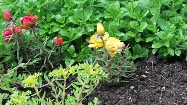 Всюди буйно квiтне черемшина - Любовь A. Петренко смотреть онлайн