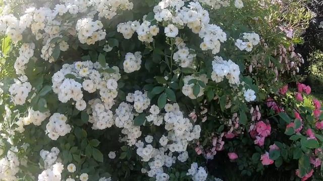 Мускусные розы. Guirlande D’Amour (Гирлянд де Амур)