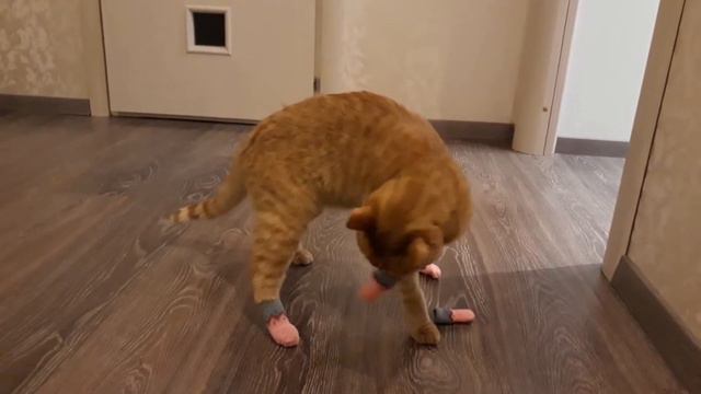 Купили своему котопесу носочки смотреть онлайн