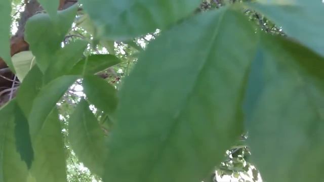 Nature Summer Odessa ? смотреть онлайн