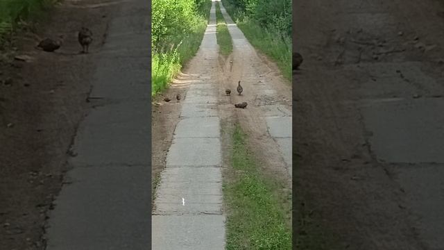 VID20220722162742.mp4