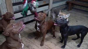 все питбули канала Питбули Дракон лайф🐕🐶🐕🐺🐺🐺Актив....