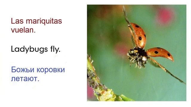 Crawl, Ladybug, Crawl! Spanish Russian Vocabulary for beginners смотреть онлайн