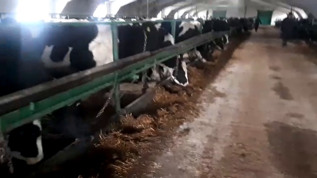 продажа дойных коров оптом смотреть онлайн