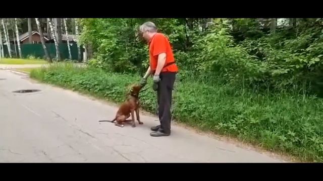 Тренировка молодого Прайтера!!! 30-дневный курс с передержкой #1 смотреть онлайн