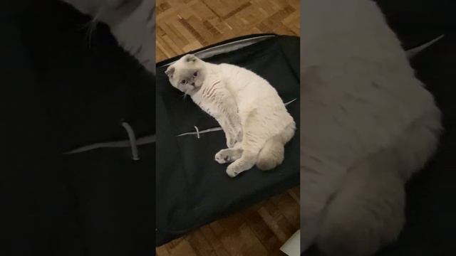 шотландские вислоухие кошки. Мишель.7 месяцев. смотреть онлайн