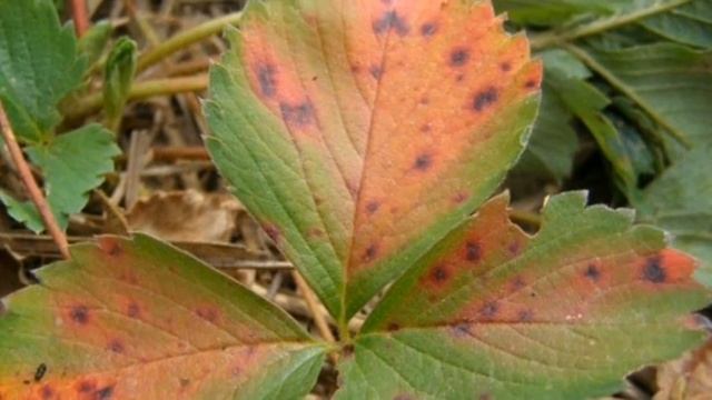 Клубника. Борьба с бурой пятнистостью . смотреть онлайн