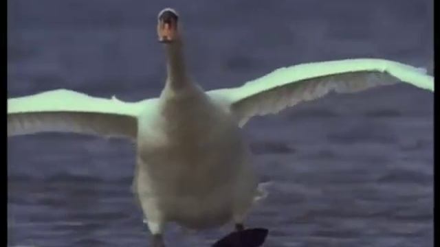 Красивый рекламный ролик смотреть онлайн