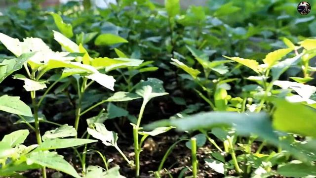 Zhiyun Weebill S With Canon 6D Mark II смотреть онлайн