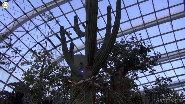 Сингапур. Цветочный купол. Flower Dome. 91 смотреть онлайн
