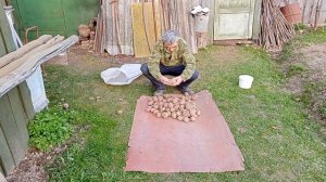 VID 20220506 190722 Картофель "Журавинка"-обзор.