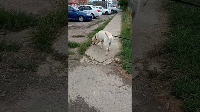 ПРОГУЛКА ПОСЛЕ ДОЖДЯ смотреть онлайн