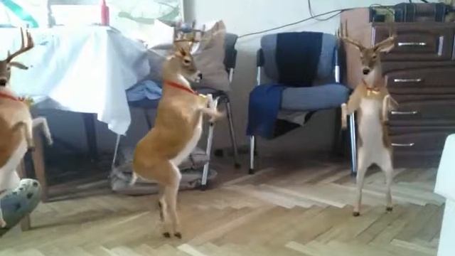 Олени танцуют!!! смотреть онлайн