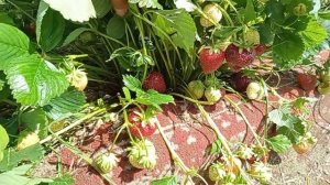 Обзор клубники самого позднеспелого сорта Мальвина