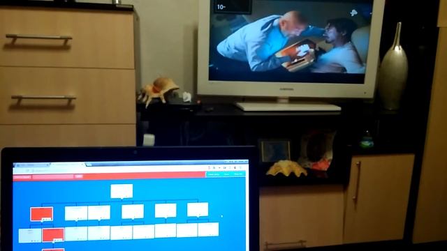 Python ищет таланты