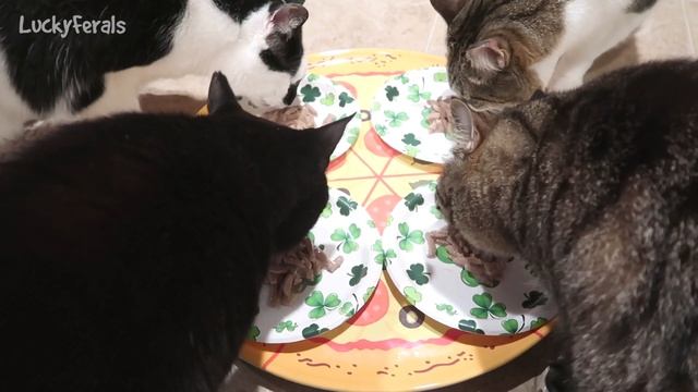 Whole Paws Cat Food Review and Cat Taste Test смотреть онлайн