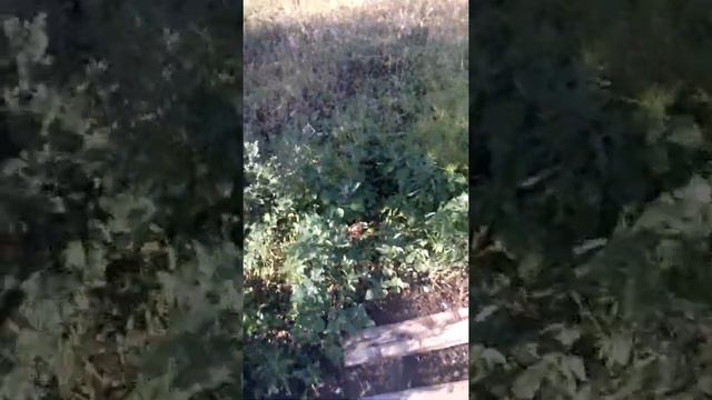 Тайная жизнь домашних животных. смотреть онлайн