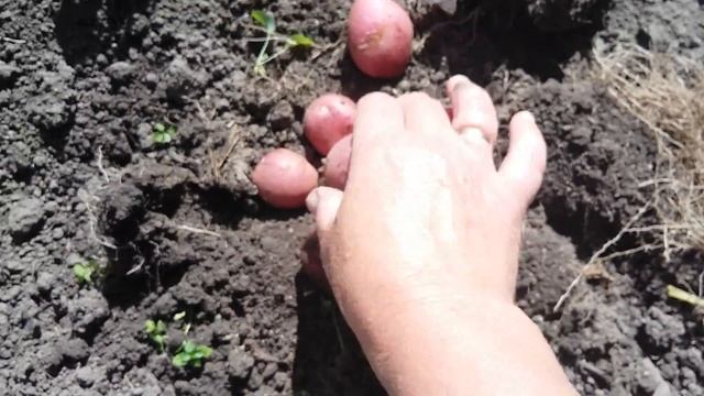 Домашний кулинарный курс