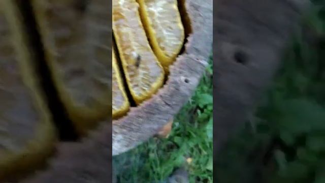 Бортевой мёд из дуплянок 2021 смотреть онлайн