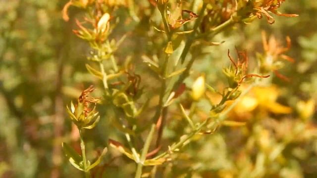 Зверобой обыкновенный или продырявленный Hypericum perforatum смотреть онлайн