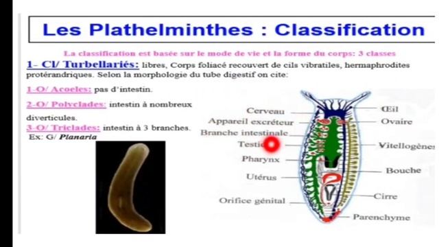 Embranchement des plathelminthes شرح مبسط смотреть онлайн