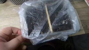 Статица взошла на 3 день