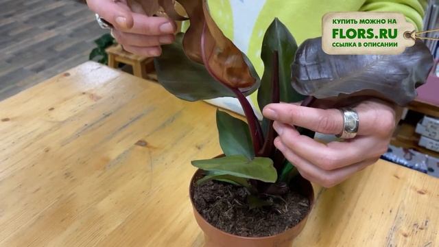Филодендрон Санлайт - теплое осеннее настроение | Любителям необычных растений смотреть онлайн