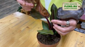 Филодендрон Санлайт - теплое осеннее настроение | Любителям необычных растений