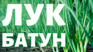 Лук-батун, он же лук татарка, он же зимний лук, он же дудчатый и песчаный лук