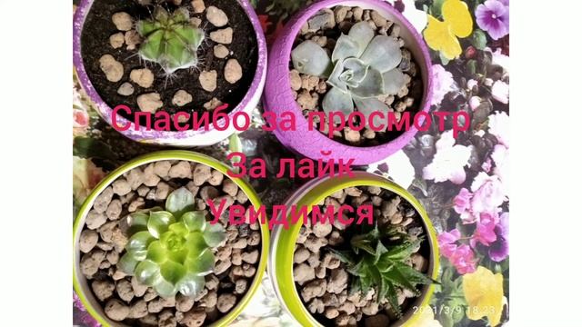Как пересадить суккуленты и алое смотреть онлайн