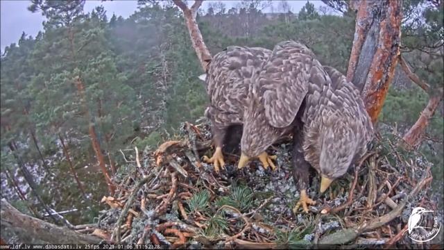 Орлан белохвост Сильва и Слитер. Jūras ērgļi Slīterē, 2020 (Silva un Slīters) смотреть онлайн