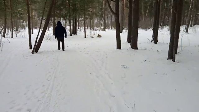 Коля и Белка (Осташков,Кличен, 2023) смотреть онлайн