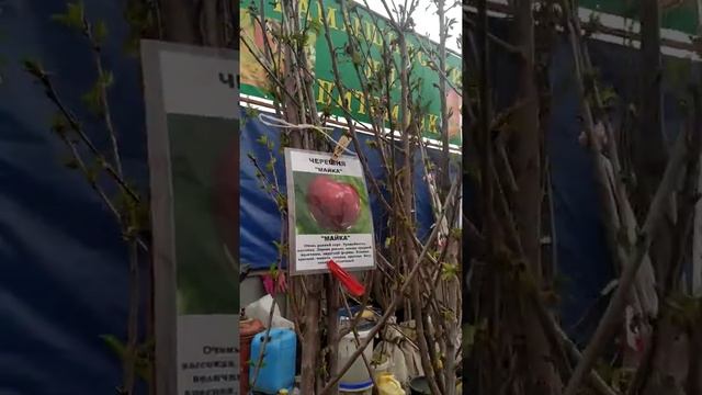 Народная ярмарка г.Волгоград Дзержинский район, продажа саженцев 07.05.2021г. смотреть онлайн
