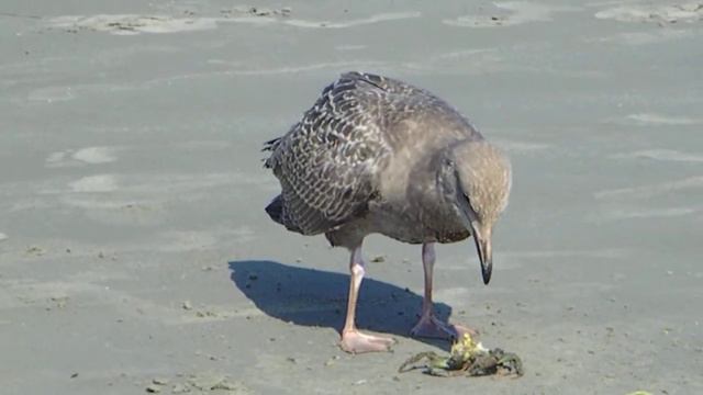 Как правильно поедать крабов смотреть онлайн