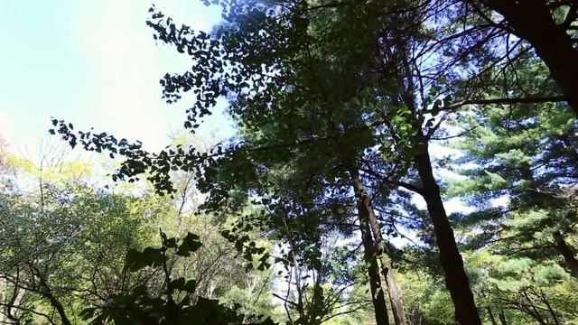 Гинкго I Ginkgo biloba смотреть онлайн