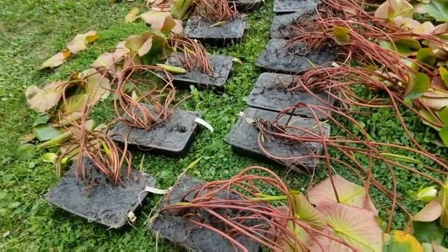 Укорененные нимфеи, кувшинки в емкостях 6 литров. Примеры наших нимфей - питомник Waterlilia.ru смотреть онлайн