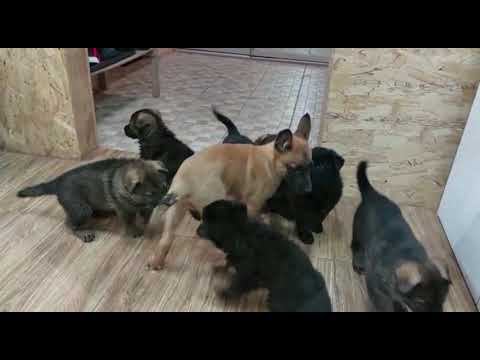 Малинуа и Probalance Starter для щенков смотреть онлайн