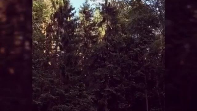 Ах, как красивы леса летом смотреть онлайн
